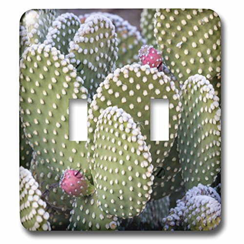 Interrupteur de cactus queue de beavertail décoratif double bascule déco Nouveau-Mexique - 2