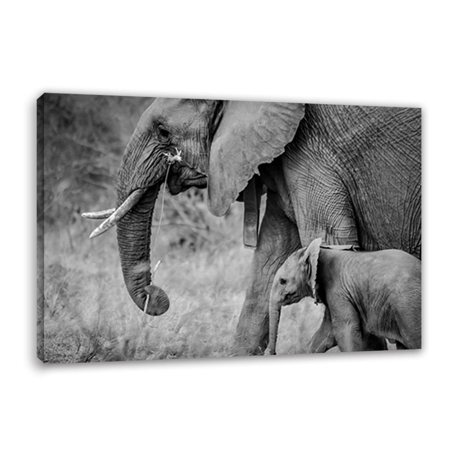 DECLINA Leinwandbild Elefant & Mutter 80x50cm – Schwarz-Weiß Fotodruck Für Wohnzimmer & Deko