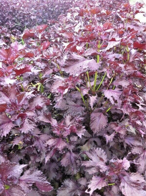 Buy4Seeds Perilla SHISO RED 800 Seeds Easy to