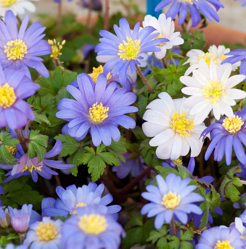 Anemone Blanda Mixed 40 Bulbs Garden Plant Hardy Bulb Flowering Garden Plants Easy to Grow Your Own by Thompson and Morgan