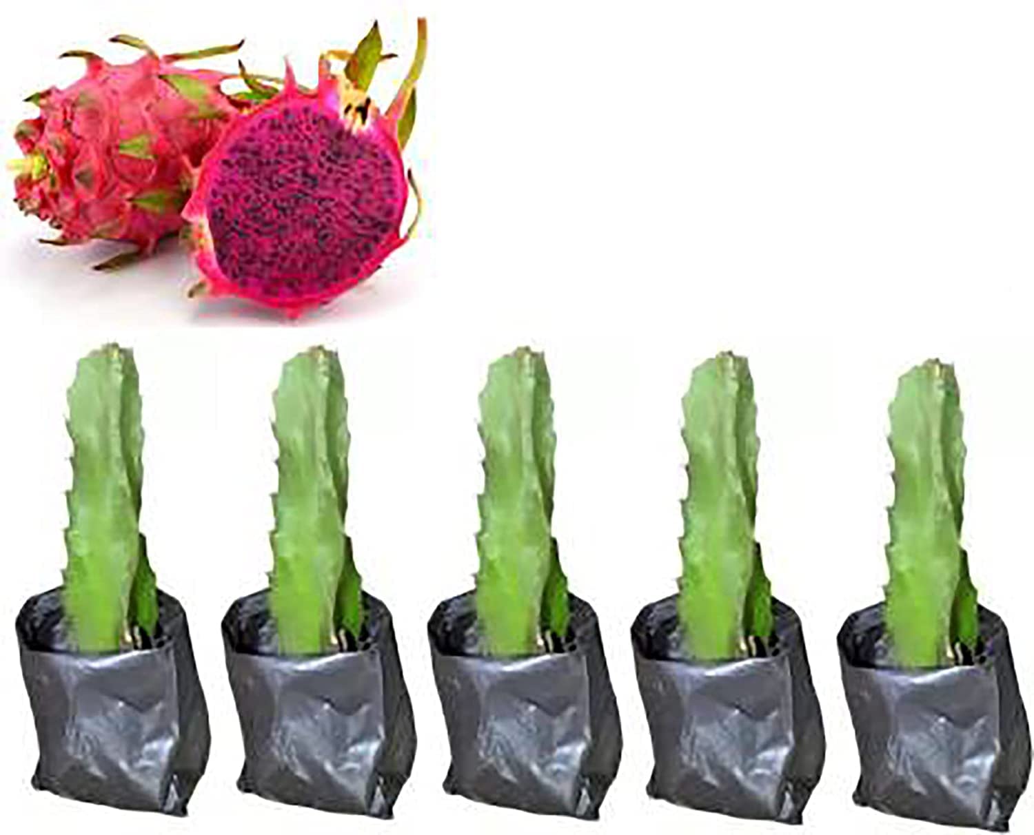 See full amazon price history chart for Cloud Farm Red Flash Dragon Live Plant (Pack of 5) CF_1005 Cloud Farm Red Flash Dragon Live Plant (Pack of 5) CF_1005 (B0BQZYX237) Amazon Price History, Amazon Price Tracker