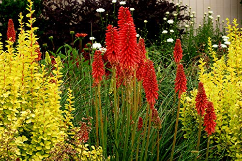 Stauden Gänge 3 x Kniphofia Kollektion (Winterhart/Staude/Dauerblüher/Bienenferundlich/Mehrjährig) Fackellilie - Hingucker der den ganzen Sommer über bis tief in den Herbst hinein blüht