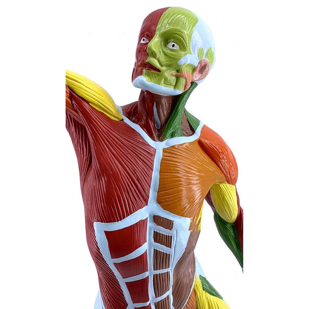 Modèle Anatomique De Muscle Humain Coloré, 50cm, Viscères Humains, Ressources d'apprentissage Modèle Anatomique, Matériel Pédagogique