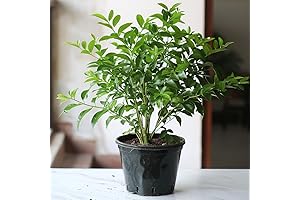 100 Pcs Curry Leaves Plant Live in Pot, Enhance Your Culinary Delights...