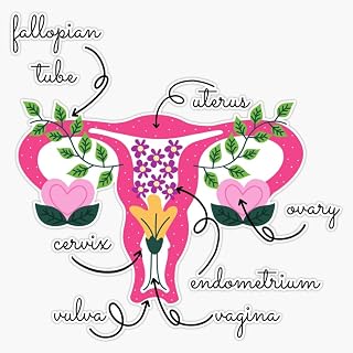 Magnet Female Anatomy, Know Your Vagina Magnetic Vinyl Sticker 5"