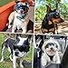 PETLESO Hundebrille Hundeschutzbrille Hunde Sonnenbrille Anti-UV Schutz Augenschutz für Kleine/Mittelgroße Hunde