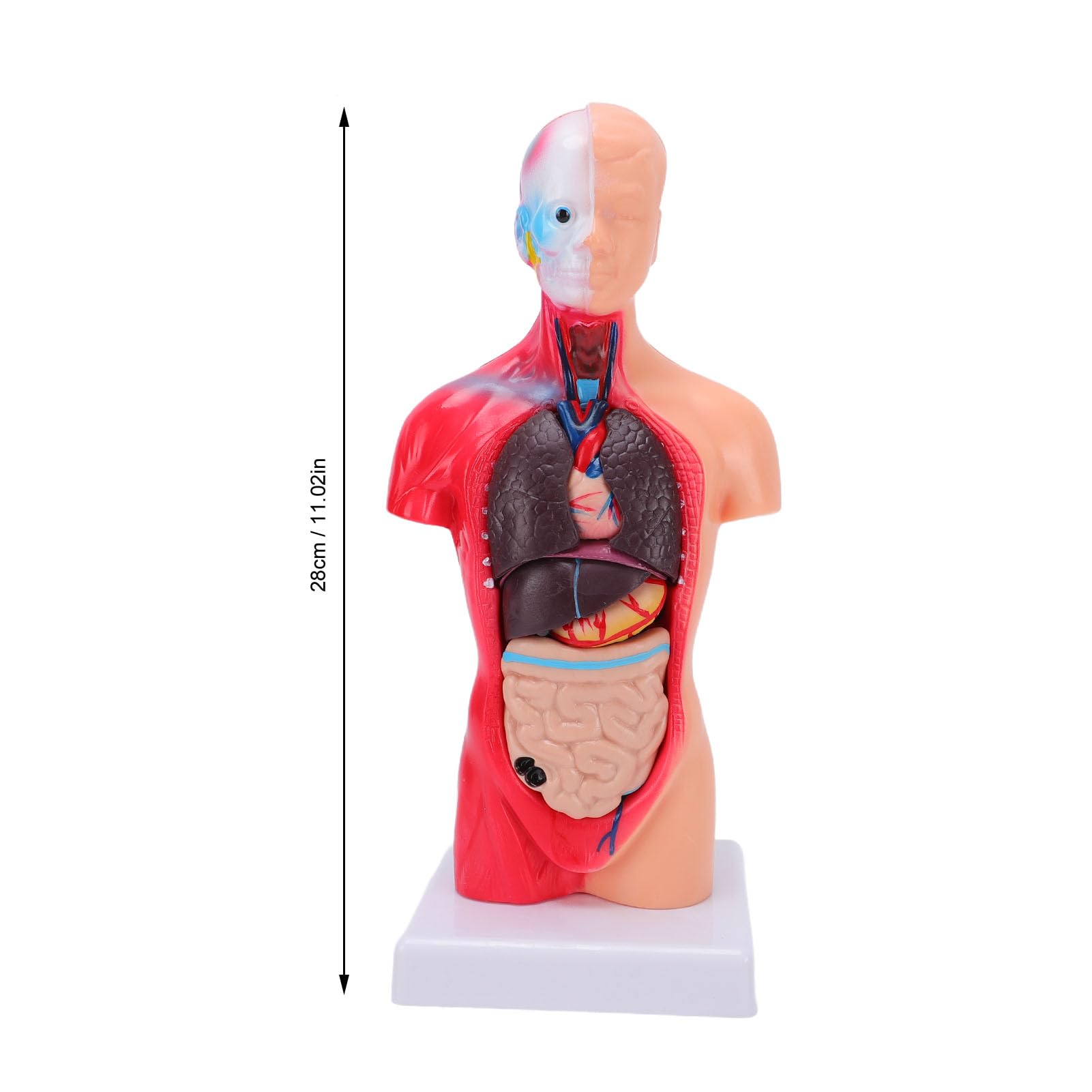 Generic Modelo Interactivo de órgano del Cuerpo Humano con Colores Vibrantes, Juguete Atractivo para Estudiantes de Secundaria y Primaria, Material de PVC