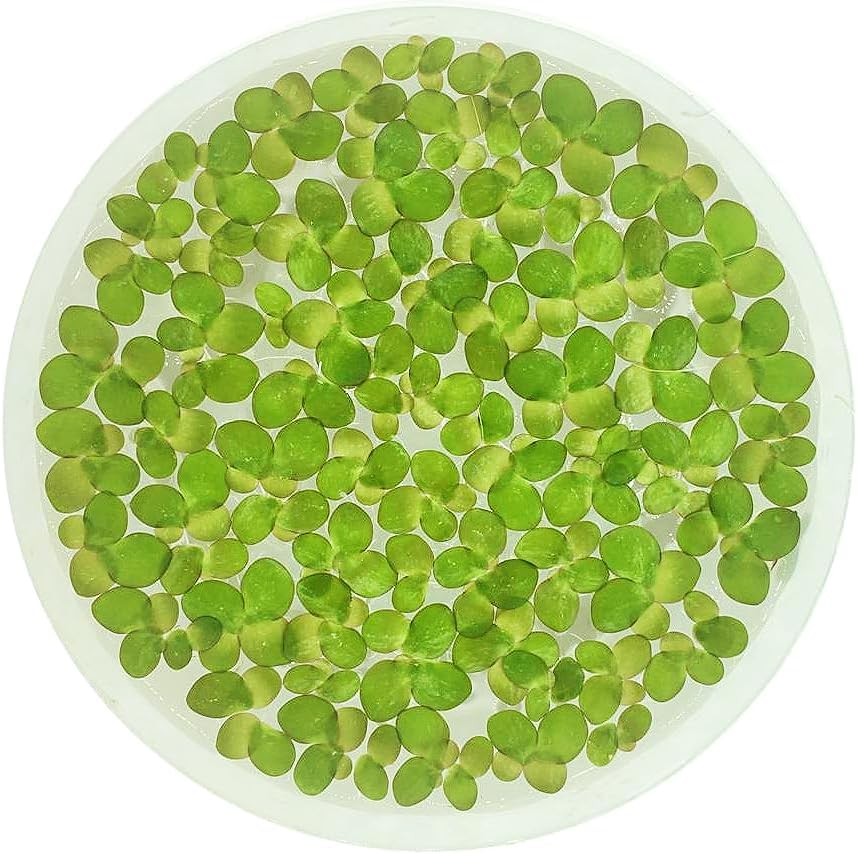 Giant Duckweed, Spirodela polyrhiza, Live Aquarium/Aquatic/Freshwater/Floating/Pond Plant, Planted Tank, Aquascaping by Aquarium Plant Center (30 Plants)