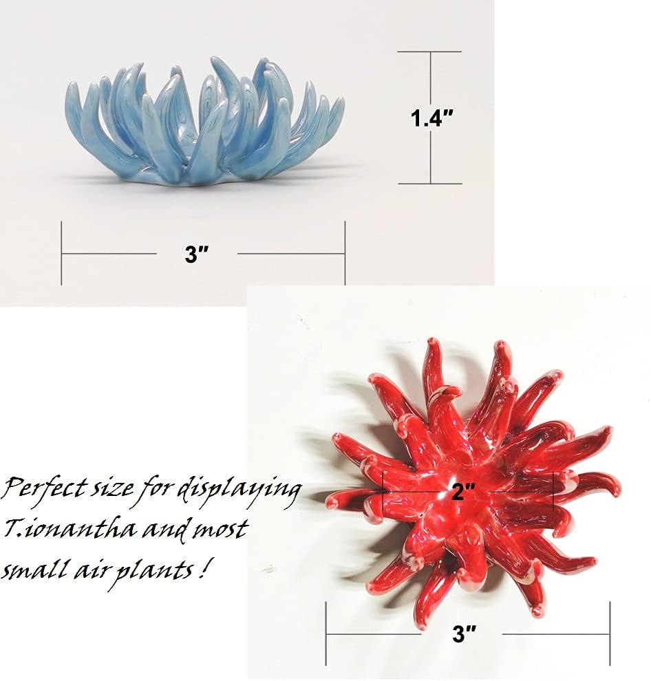 6 Pack air plant Holders (6Pcs Air Plant Containers w/6 Colors Assorted) A Ceramic Coral Set to CreateGifts or Decorate Tabletop - air plants Not Included