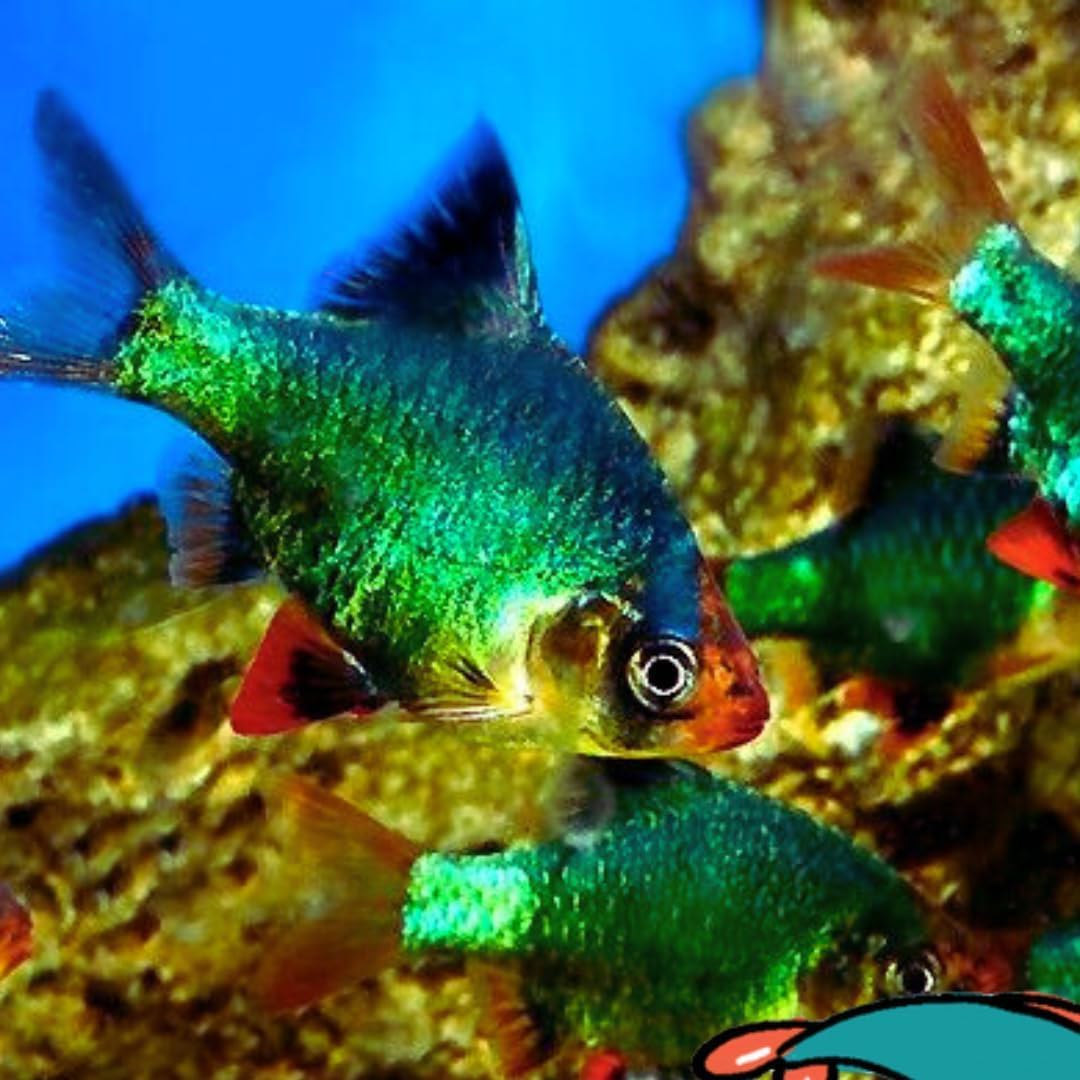 Neat&Tidy Green Tiger Barb (Pack of 6) Aquarium Live Fish for Aquarium,Exotic Freshwater Live Fish