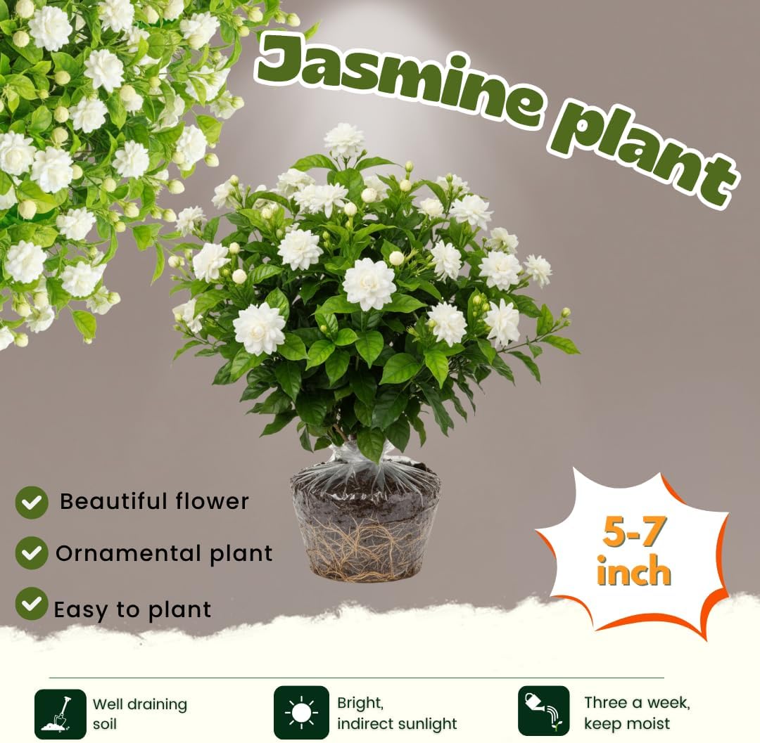 2 Maid of Orleans Arabian Jasmine Plants Live, 5 to 7 Inc Tall, Jasmine Plant Indoor Live Fragrant Flower Garden Outdoor Planting