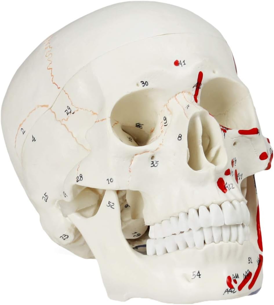 Vision Scientific VAL208 Human Skull with Markings - Muscle and Sutures