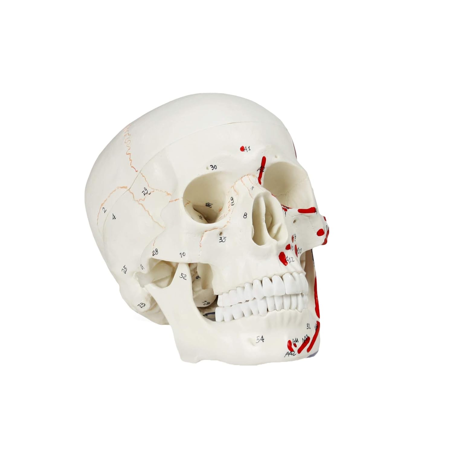 Vision Scientific VAL208 Human Skull with Markings, Muscle and Sutures | Muscle Origins (Painted red) and Insertion (Painted Blue) | Detailed Hand Numbering | Includes Detailed Product Manual : Industrial & Scientific