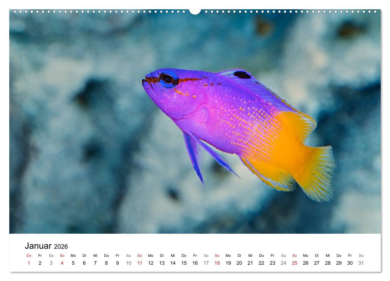 Fischzauber - Wundervolle Aquarienfische (hochwertiger Premium Wandkalender 2026 DIN A2 quer), Kunstdruck in Hochglanz: Kalender mit bezaubernden Aufnahmen von kleinen Fischen in Aquarien.