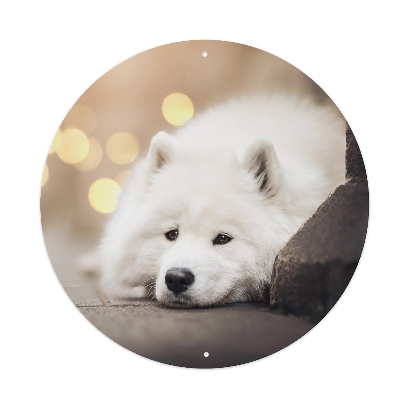 Animal Cute Samoyed Dog Metal Tin Sign