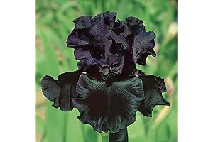 Black Magic Iris Flower Seeds for Planting Outdoor
