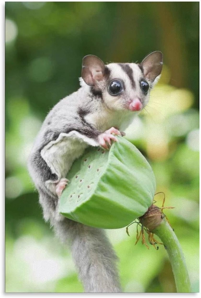 Sugar Glider Animals Lotus Canvas Poster Bedroom Decor Sports Landscape Office Room Decor Gift,Canvas Poster Wall Art Decor Print Picture Paintings for Living Room Bedroom Decoration 16x24inchs(40x60c