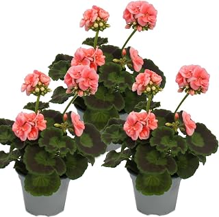 Geranien stehend - Pelargonium zonale - 12cm Topf - Set mit 3 Pflanzen - rosa im Test