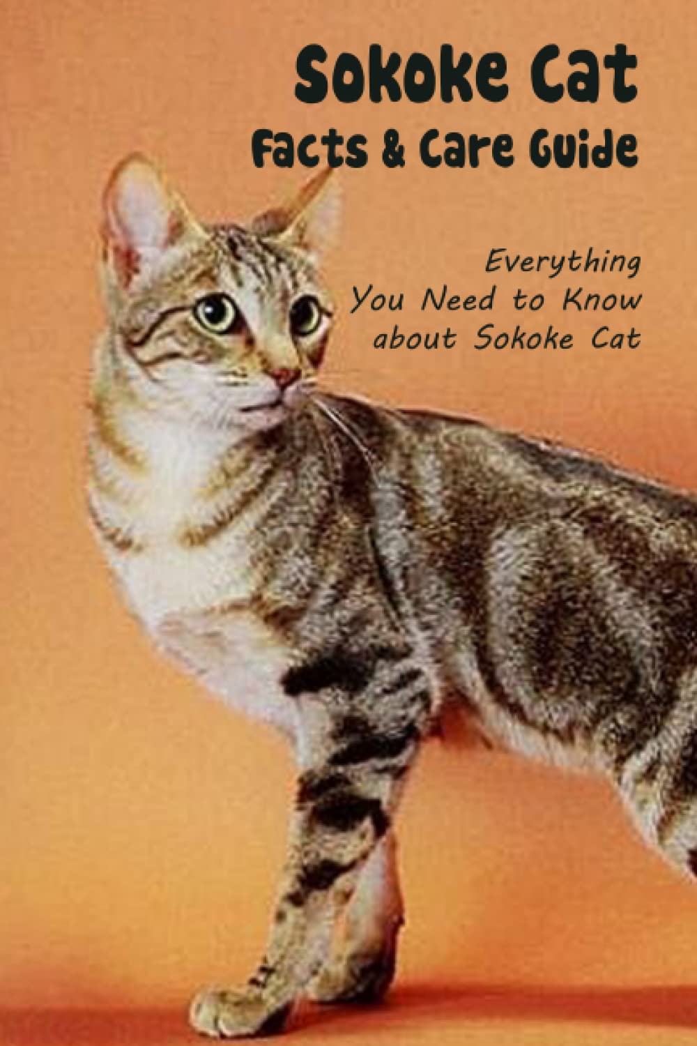 Sokoke Cat Facts & Care Guide: Everything You Need to Know about Sokoke Cat: Sokoke Cat