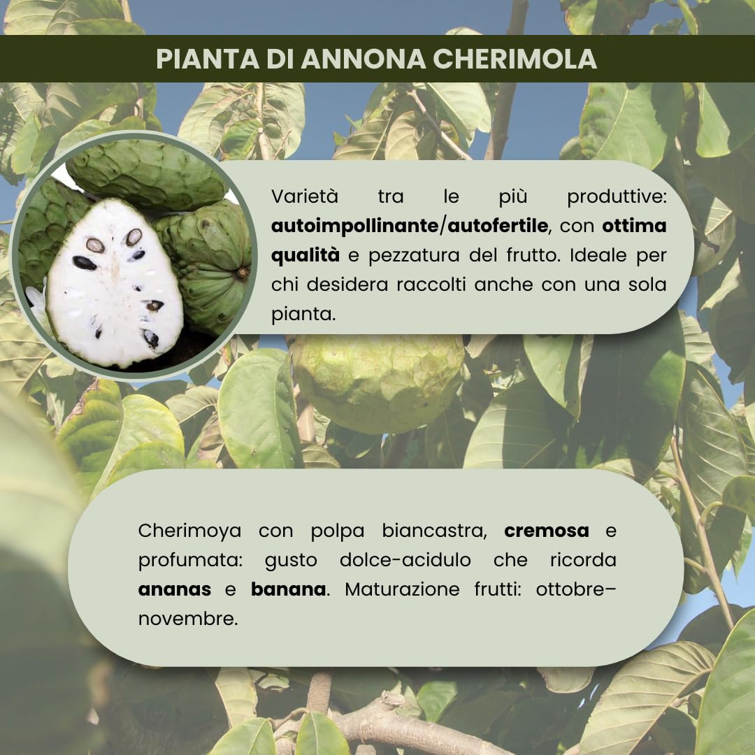 Vivaio Garden Forest Annona Cherimola 'Fino de Jete' Pianta da Frutto