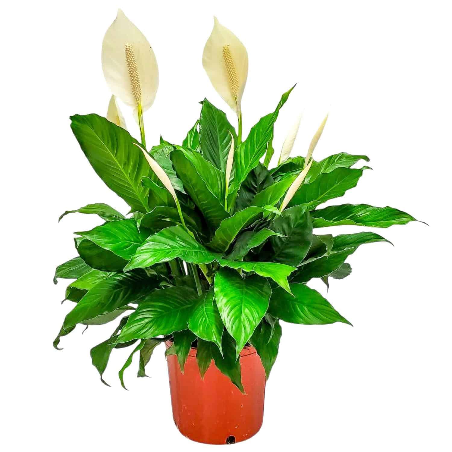 Tropical Plants of Florida Peace Lily