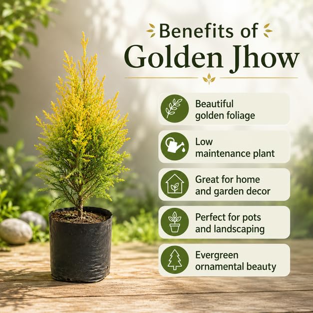 180㎝スレンダーツリー　JOA-147 Golden Jhow Live Plant with Grow Pot, Golden Thuja Cypress Type