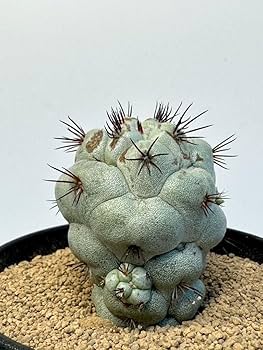 Amazon.co.jp: Ortegocactus macdougallii オルテゴカクタス