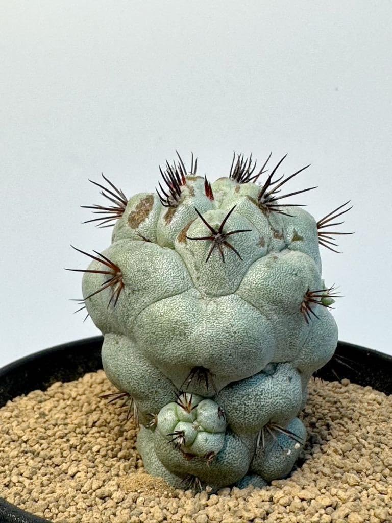 Amazon.co.jp: Ortegocactus macdougallii オルテゴカクタス