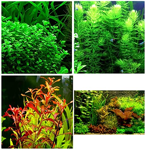Aquatic Discounts - 3 Different Types of Beginner/Super Easy Live Aquarium Plants - Bacopa + Hornwort + Ludwigia BUY2GET1FREE!