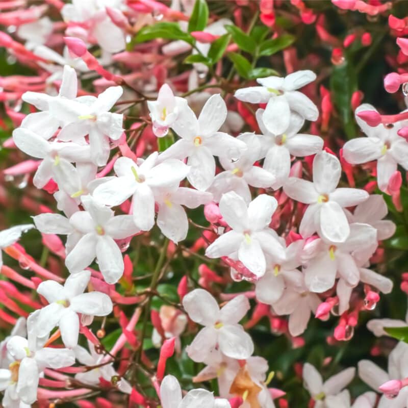 Live Pink Jasmine Plant, Fragrant Jasmine Plant for Garden Indoors, 6 Inc to 8 Inc Tall