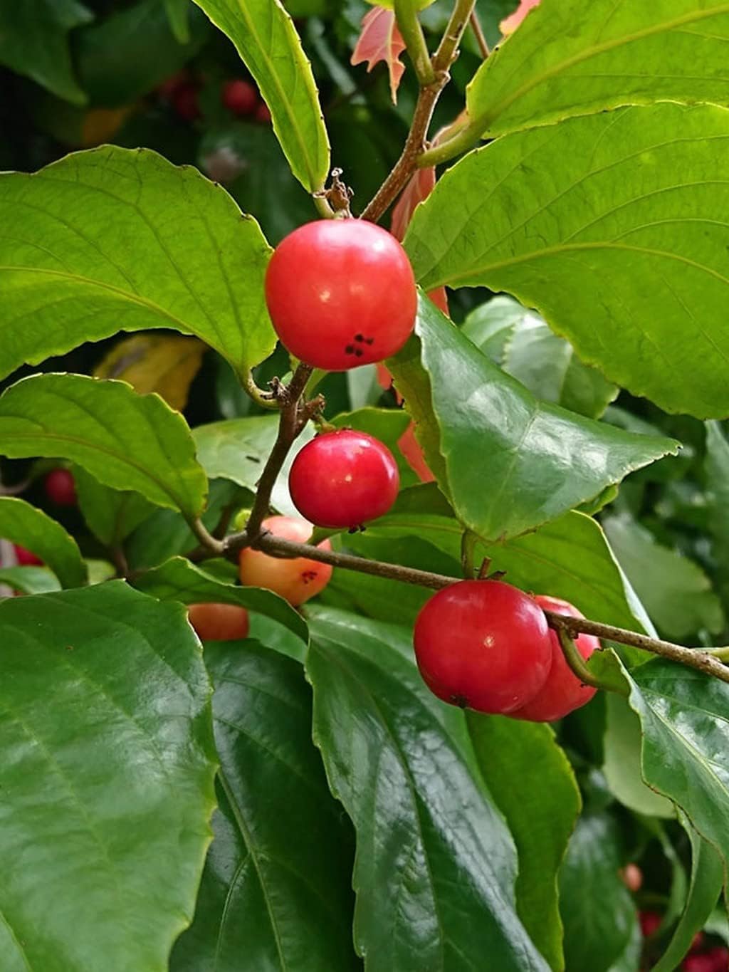 Creative Farmer Sweet Loobikka Flacourtia Jangomas Indian Coffee Plum (Lubica/Lovlolika) Live Plant Sapling Fruit Plant Pot (Healthy Live Plant)