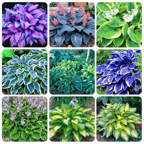 330+ USA PERMIUM Hosta Seeds for Planting Outdoor Containers-Non GMO Heirloom Fragrant Shade Garden Flowers Low-Maintenance Attracts Pollinators