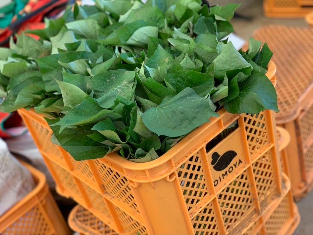 予約対応可 紅はるか苗☆ウイルスフリー 10,000本 さつまいも苗300本4