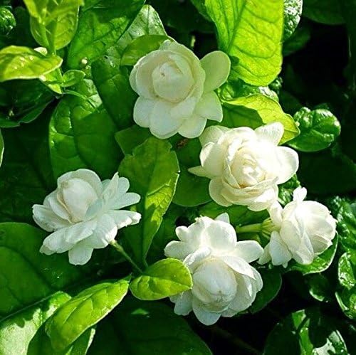 Jasmine Mogra Live Plant"