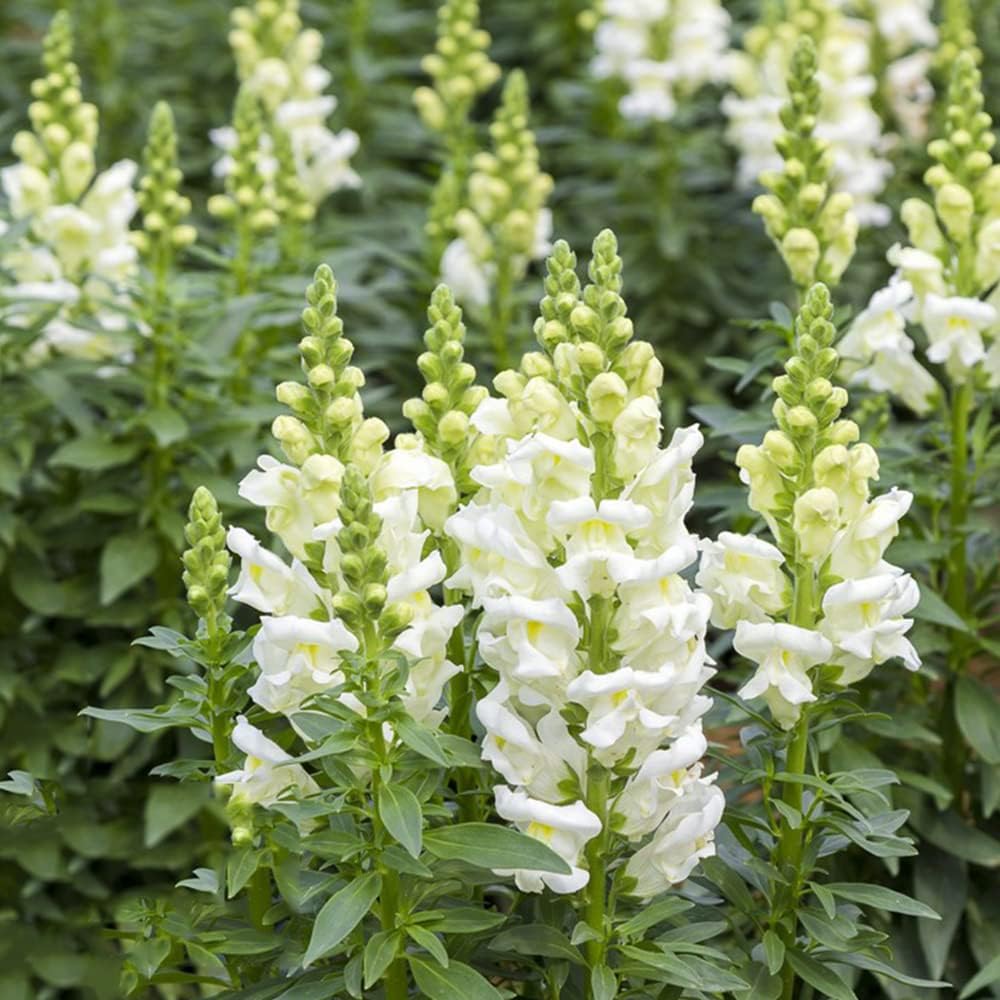 White Snapdragon Flowers Blooming Real Touch White Snapdragon Spray white-snapdragon-flowers-blooming-real-touch-white-snapdragon-spray