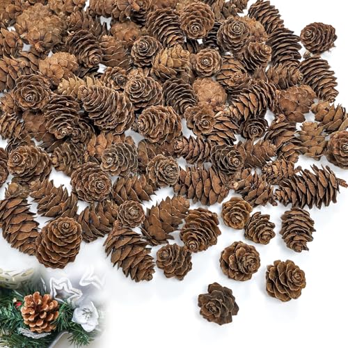 Mini Zapfen Deko 15 Minfuerang 200 Stück Weihnachten Tannenzapfen,1-4cm...