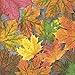 Produktbild 20 Servietten Rot-braune HerbstBlätter/Blätter/Herbst 33x33cm