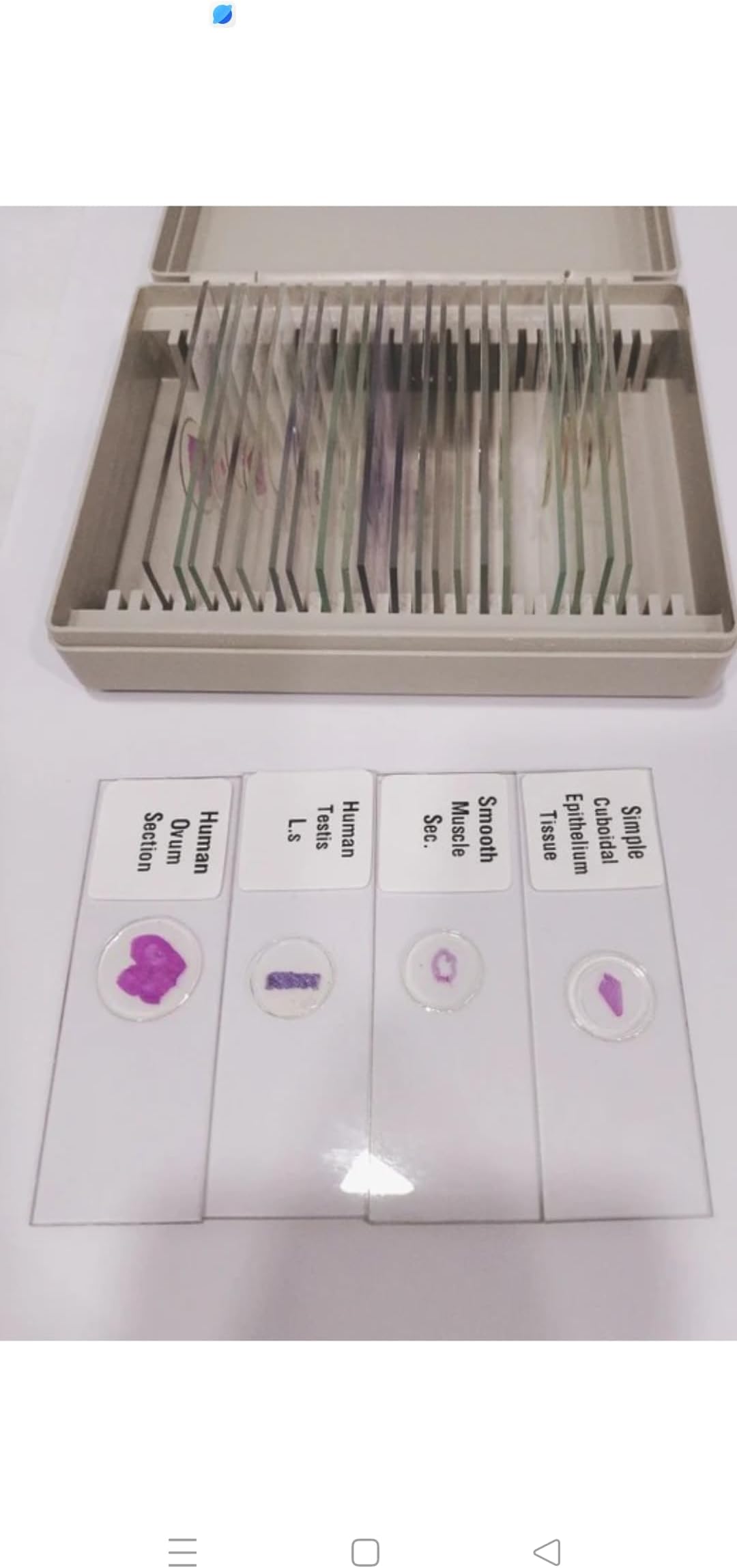Histology Slides -Set of 25