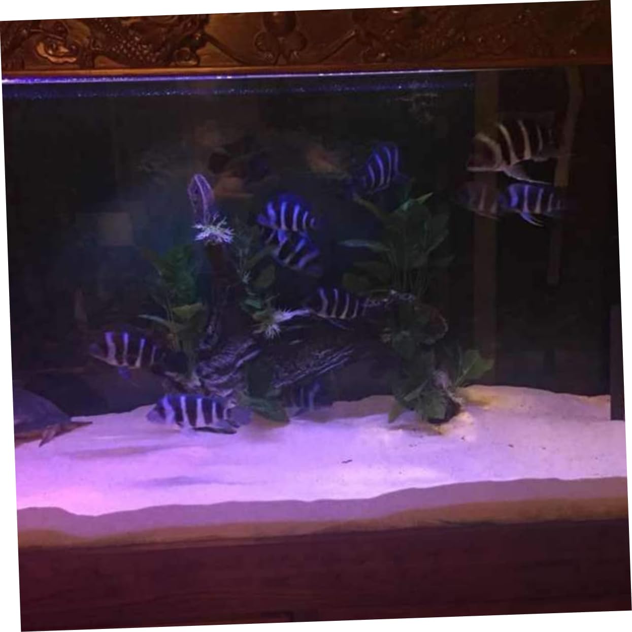 BESPORTBLE Décoration De Sable De Quartz 500 G De Sable Pur pour Aquariums Et Décoration De Jardin