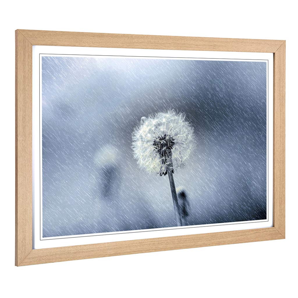 Big Box Art Framed Print of Flower Dandelion in The Rain (2) Design | Wall Art Picture | Home Decor for Kitchen, Living Room, Bedroom, Hallway, Oak, A2 / 24.5x18 Inch / 62x45cm
