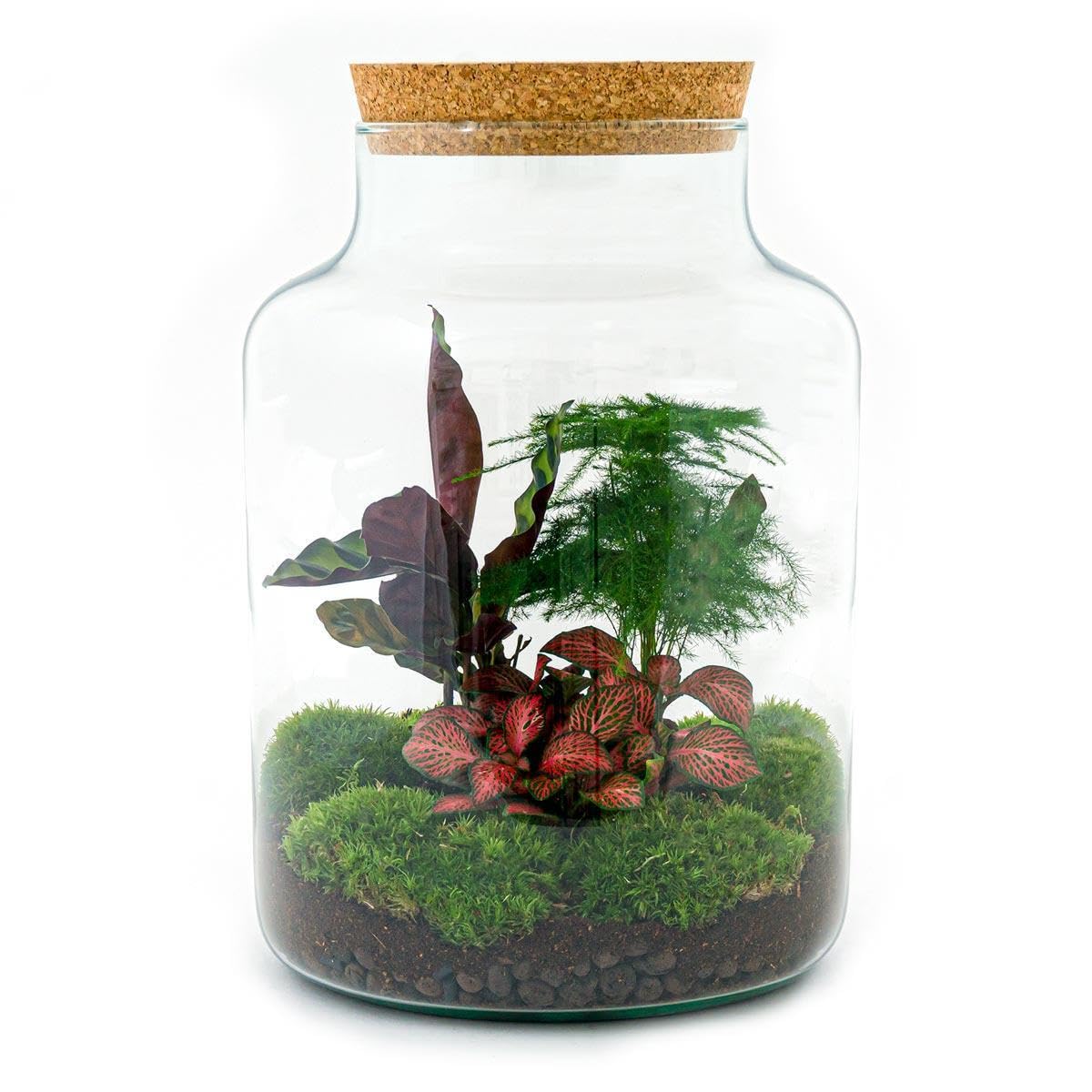 Giardino di bottiglie "Milky" – Terrario per piante fai da te – 30 cm – con pianta Calathea – incl. rastrello, pala, pinzette e forbici