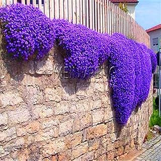 Kalash New 100 pcs Creeping Thyme Flower Seeds for Gardening or Rock CRESS Flower Seeds Blue
