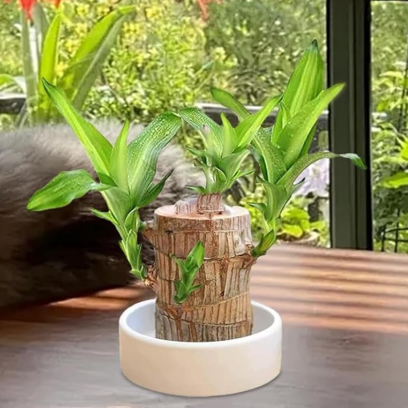 Perpetual Brazilian Wood Plant For Home - 1 Pcs Lucky Brazil Wood Potted Plant Healthy Indoor Live Lucky for Living Room, Office, Feng Shuie (Without Pot)
