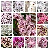 phalaenopsis - orchideen draußen outdoor winterharte mehrjährig balkon 500samen