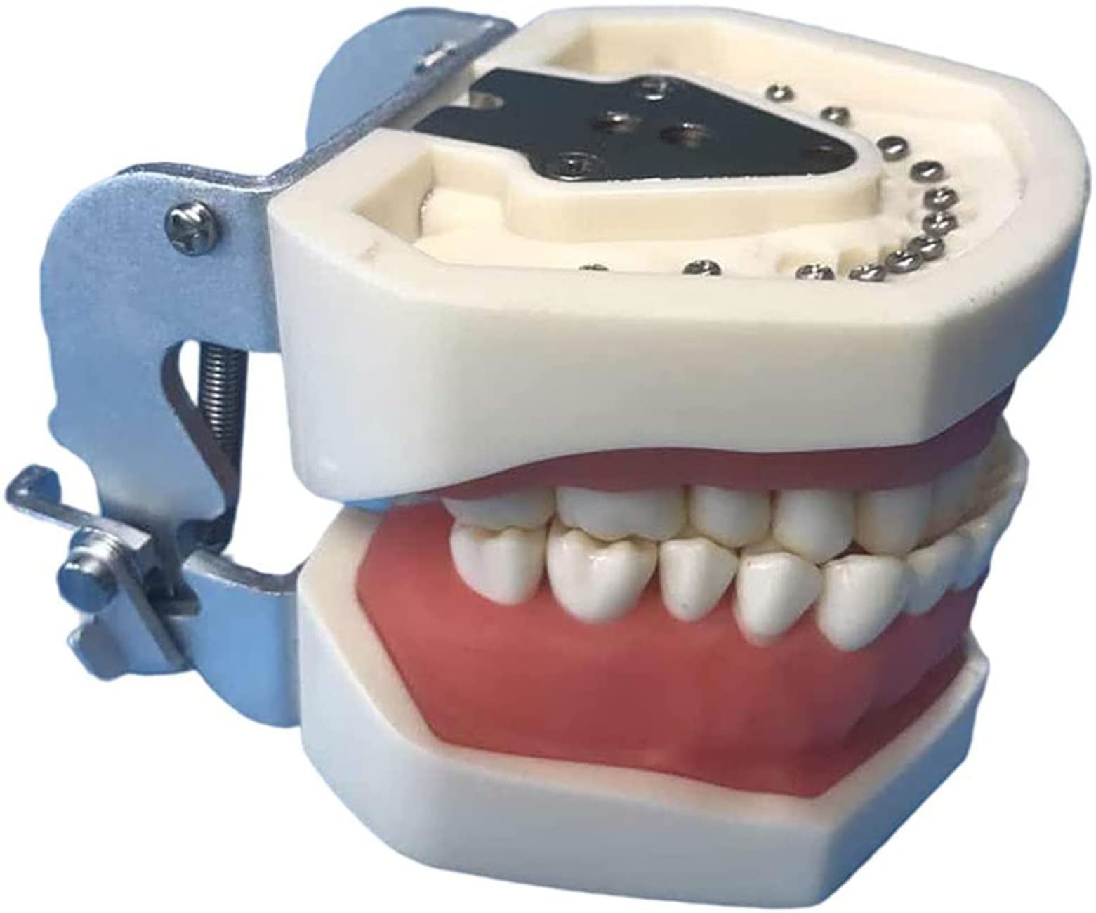 Winter Modelo de Dientes extraíbles de 32 Piezas, Modelo de Dientes tipodonto Dental, Modelo de práctica de Dentista, para higiene Dental, práctica de enseñanza y Estudio