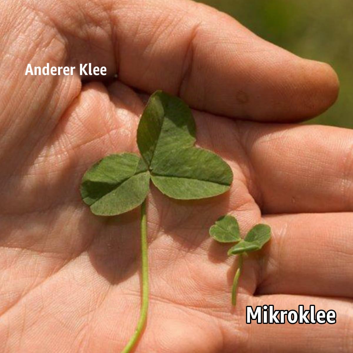Mikroklee-Rasen - Micro-Kleegrassamen - 1500g = 750m2 | Klee - Kleesamen Für Rasen - Reiner Kleesamen - Weißklee - Organifer