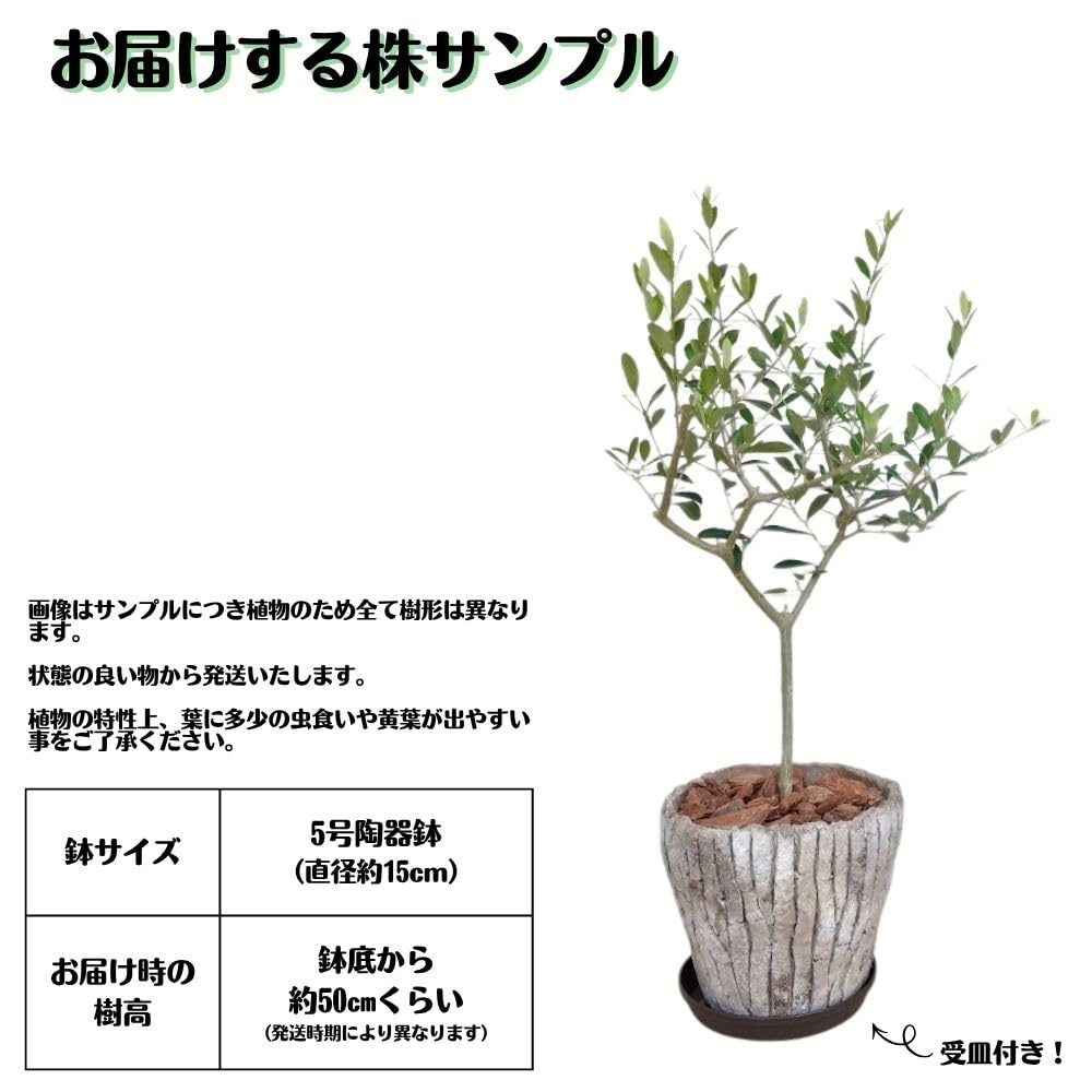 ※専用ページ　オリーブの木　5鉢セット Amazon｜《オリーブの木 5号陶器鉢》エルグレコ 観葉植物 新生活 新築
