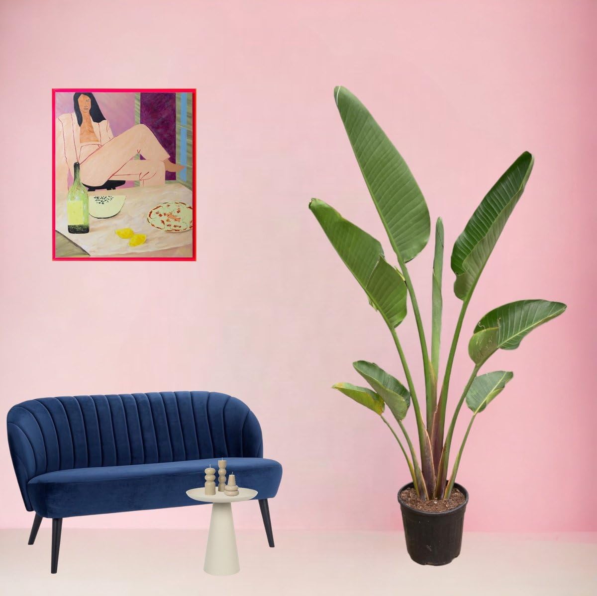 Trendyplants - Strelitzia Augusta - Fiore di uccello del paradiso - Pianta da interno - Altezza 170-190 cm - Dimensioni vaso Ø 30 cm