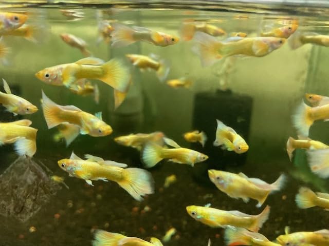 Amazon | (熱帯魚)フルゴールドグッピー 2pr (生体 Amazon | (熱帯魚)フルゴールドグッピー 2pr (生体