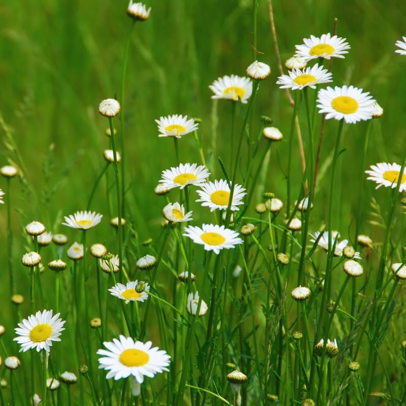 Live Daisy Plant, White Daisy Plant Live Pot, 2.5 Inc Pot, Daisy Flower Plant from 4 Inches Tall